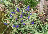11-04-2019-jarni-prace-na-botanicke-zahrade_10.jpg